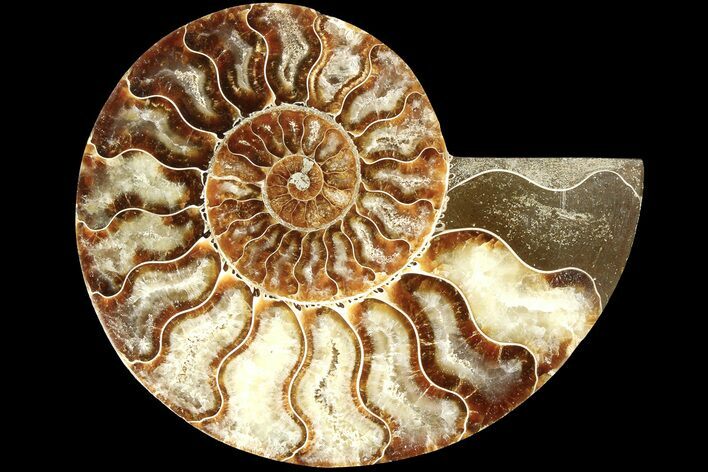 Cut & Polished Ammonite Fossil (Half) - Madagascar #184123